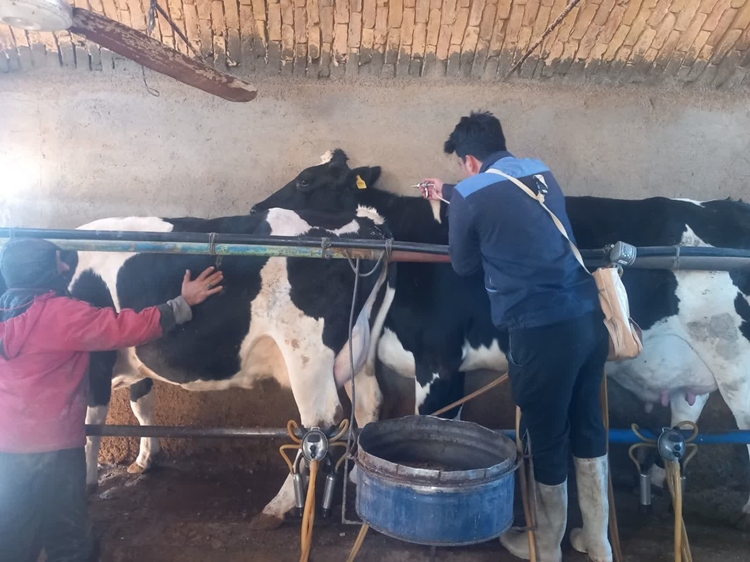 تحقق 100درصدی پیش بینی واکسیناسیون تب برفکی دام سبک وسنگین در شهرستان کاشمر